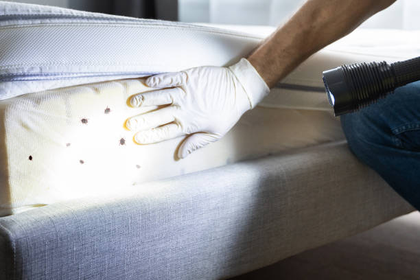 Best Pest Inspection Near Me  in Clay, CA